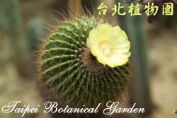 金冠，花朵與葉子的圖片