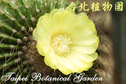 金冠，花朵的圖片