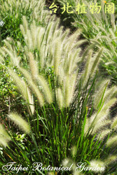 狼尾草，葉子與莖的圖片