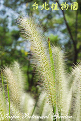 狼尾草，葉子的圖片