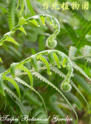 短柄卵果蕨，果實與葉的圖片