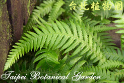 短柄卵果蕨，葉子的圖片