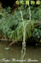 田蔥，莖的圖片