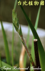 田蔥，莖的圖片