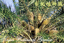 海棗，花的圖片