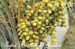 海棗，果實的圖片