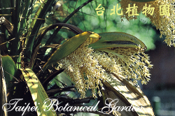 羅比親王海棗，花的圖片