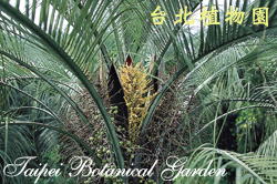 銀海棗，花與果的圖片