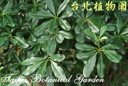 海桐，葉子的圖片