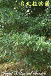 海桐，葉子的圖片