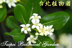 海桐，花朵的圖片