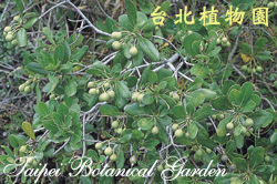 海桐，果實的圖片