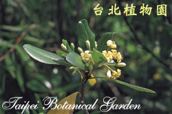 海桐，花朵的圖片