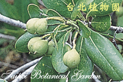 海桐，果實的圖片