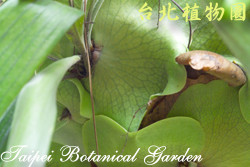 掌葉麋角蕨，葉子的圖片