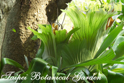 掌葉麋角蕨，葉子的圖片