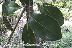 山欖，葉子的圖片