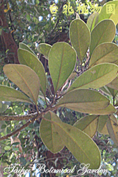 山欖，葉子的圖片