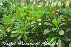 緬梔，葉子與花的圖片