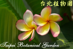 緬梔，花朵的圖片