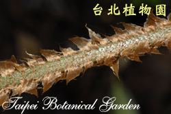 尖葉耳蕨，葉柄鱗片的圖片