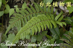 尖葉耳蕨，葉子的圖片