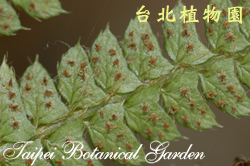 尖葉耳蕨，孢子囊群的圖片