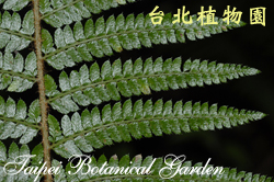 尖葉耳蕨，羽片特寫的圖片