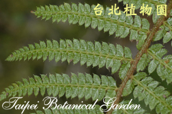 尖葉耳蕨，羽片特寫的圖片