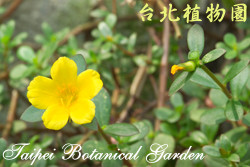 馬齒牡丹，花朵與葉的圖片