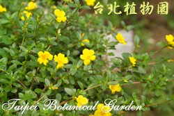 馬齒牡丹，花朵與葉子的圖片