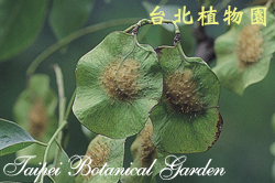 菲律賓紫檀，果實的圖片