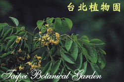 菲律賓紫檀，花朵與葉子的圖片