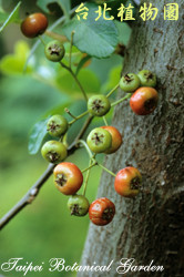 臺東火刺木，果實的圖片