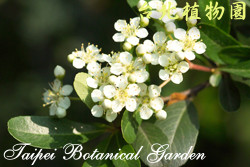 臺東火刺木，花朵的圖片