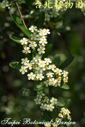 臺東火刺木，花朵的圖片