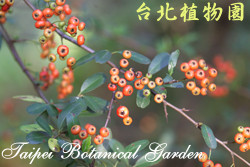 臺東火刺木，果實的圖片