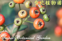 臺東火刺木，果實的圖片