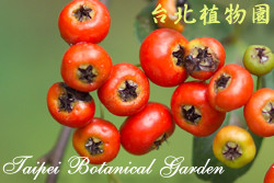 臺東火刺木，果實的圖片