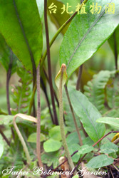 石葦，葉子的圖片