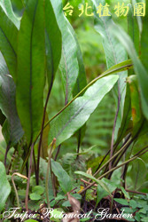 石葦，葉子的圖片