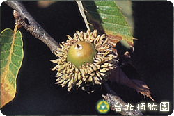 栓皮櫟，果實的圖片