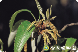 栓皮櫟，花朵的圖片