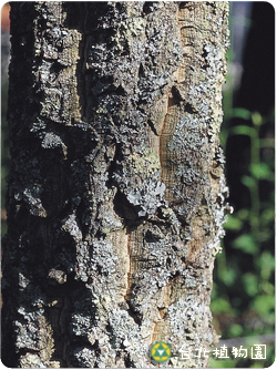 栓皮櫟，樹幹的圖片