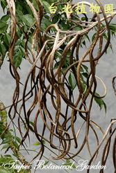 山菜豆，果實的圖片