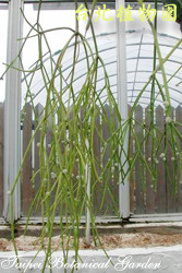 絲葦，莖的圖片