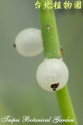 絲葦，果實的圖片