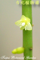 絲葦，花朵的圖片