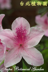 豔紫杜鵑，花朵的圖片