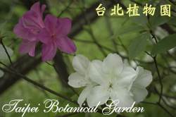 豔紫杜鵑，花朵的圖片